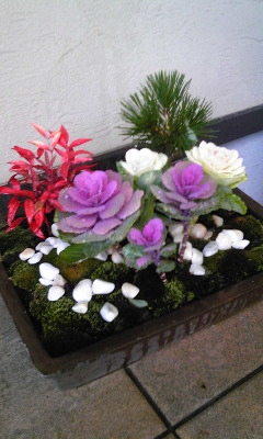 正月用寄せ植え