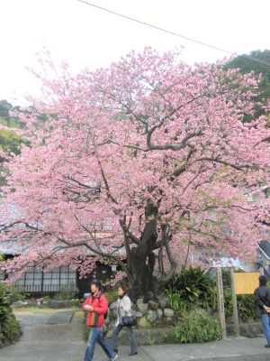 河津桜
