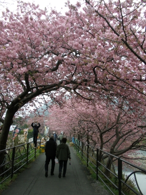 河津桜