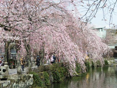 三嶋大社桜1