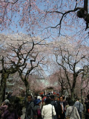 三嶋大社桜2