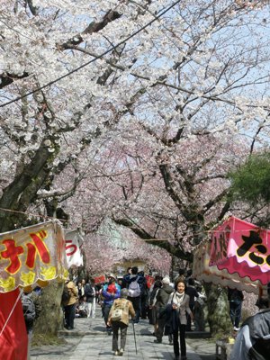 三嶋大社桜3