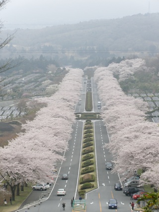 富士霊園の桜