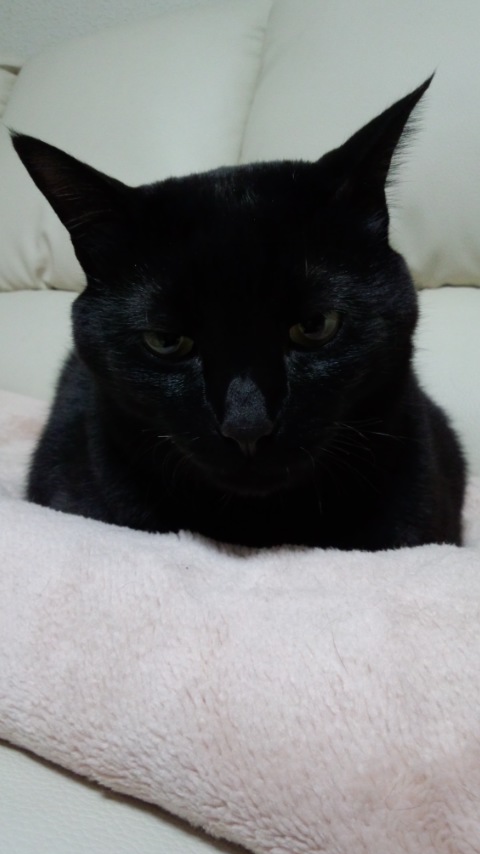 黒い丸いもの 黒猫兄弟 のぽぽん日記