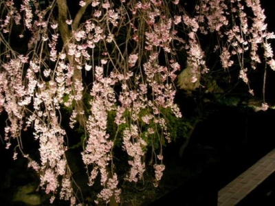 枝垂桜