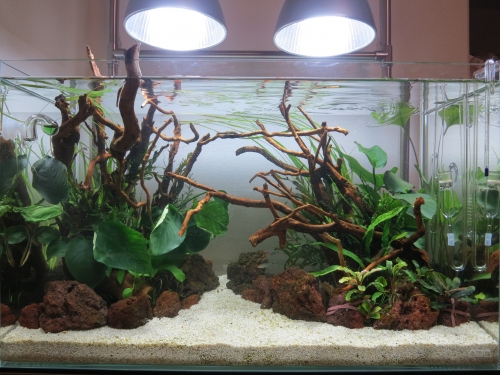 植栽後.JPG