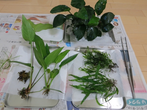 水草たち.JPG