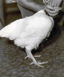 220px-Mike_headless_chicken.gif