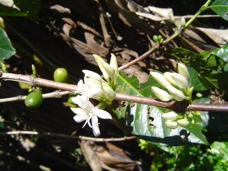 アラビカコーヒーの花