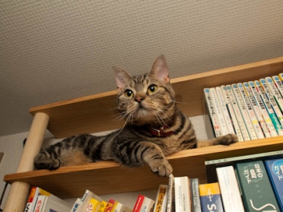 おいらえらいんだぞう