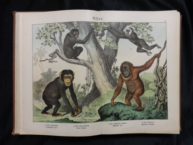 ドイツの動物図鑑 | J .J . オーナーブログ