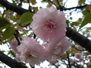 福岡市内某所のオオムラザクラ・開花