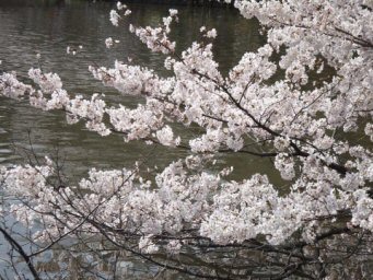 東京・井の頭公園2