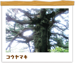 コウヤマキ