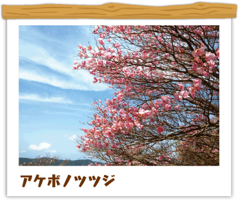 アケボノツツジ