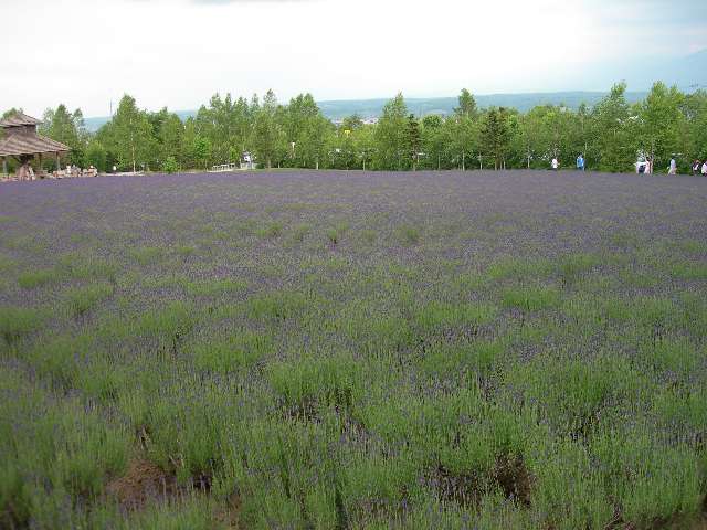 富田ファーム1
