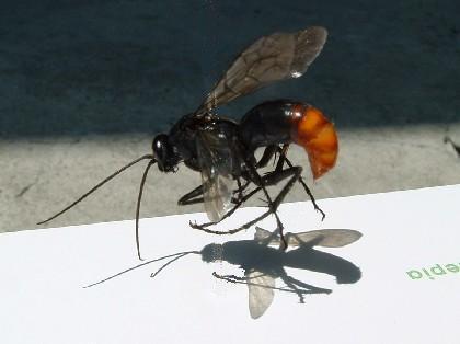 赤尻黒蜂 ひろちゃんの気ままなコラム