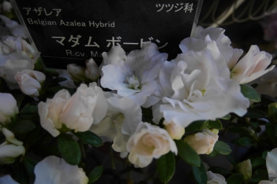 P1020638.JPG