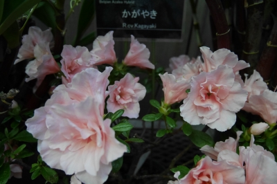 P1020635.JPG
