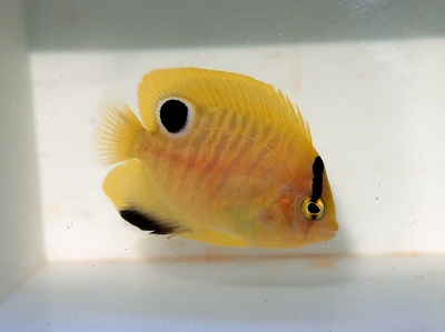 H26・8・2 海水魚入荷情報 | エキゾチックアフリカ（海水）入荷情報