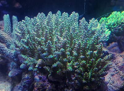VU HUU TAMページ トゲサンゴ・ミドリイシ 魅了 VU HUU 水草 トゲサンゴ・ミドリイシ TAM様専用ページ 水草