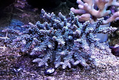 八重山ミドリイシ入荷 | エキゾチックアフリカ（海水）入荷情報