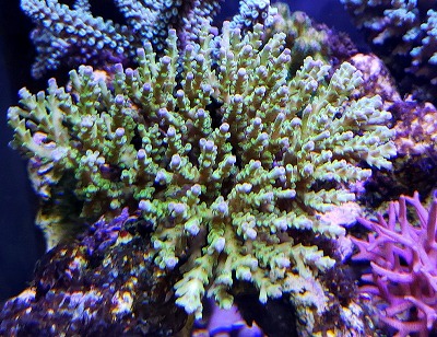 八重山ミドリイシ入荷 | エキゾチックアフリカ（海水）入荷情報