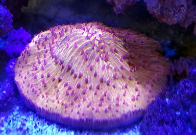 八重山ミドリイシ入荷 | エキゾチックアフリカ（海水）入荷情報