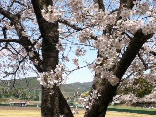 4/10広島・西条の桜