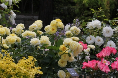 於大公園