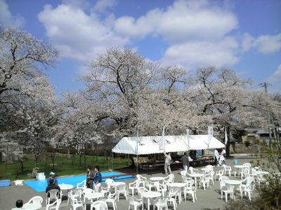 2009稲庭桜まつり