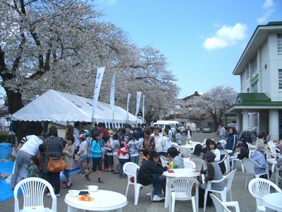 2009稲庭桜まつり
