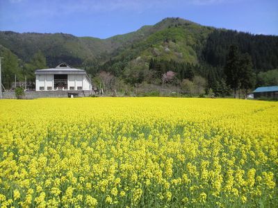 稲庭うどんの郷 菜の花