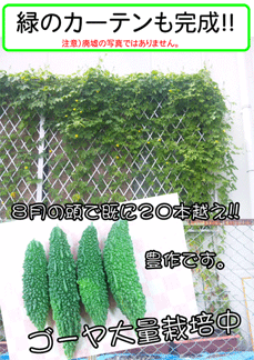 節電2012ゴーヤ1