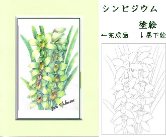 ソンビジウム チクマの薄いグリーンのフレームです