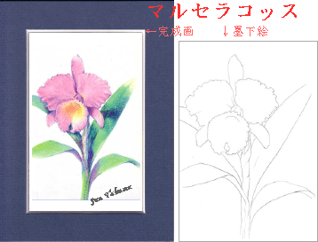 マルセラコッス ランらしい大きな花弁が目立ちます