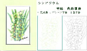 大人の塗絵 ラン シンビジウム2種類の下絵と完成画
