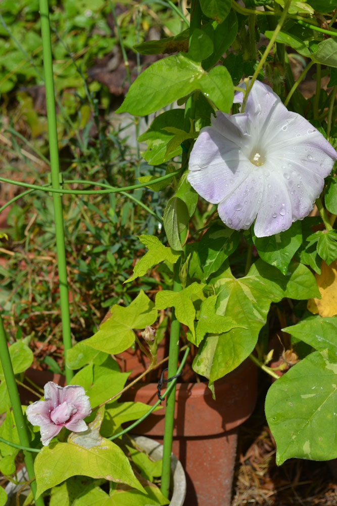 変化朝顔 茶覆輪 獅子咲牡丹 | はなだより