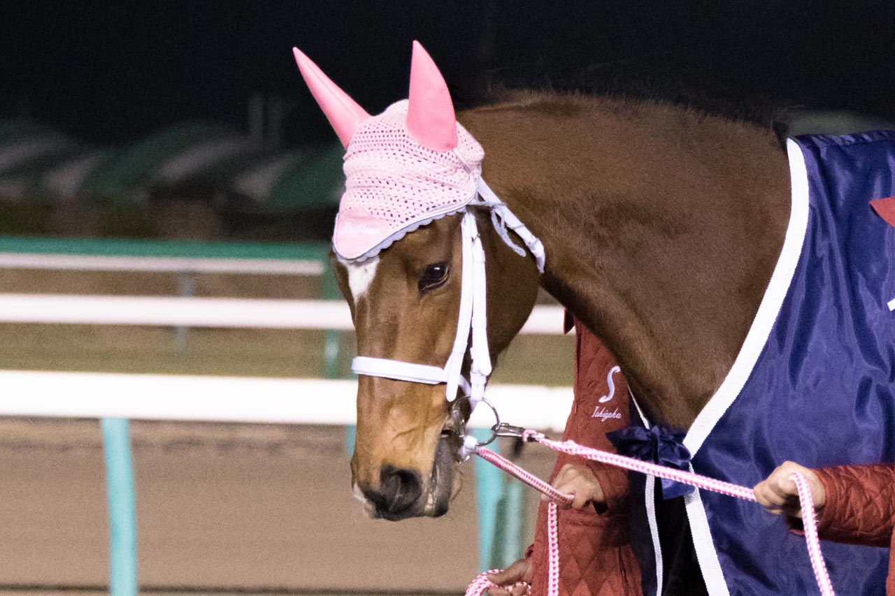 競馬　オルフェーヴルとジェンティルドンナ記念　引退レースの単勝馬券です