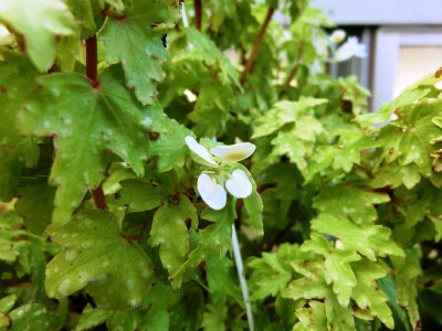 begonia