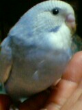 ±ß¤é¤ÊÆ·¤¬°¦¤é¤·¤¤¡Ä(¥Û¥í¥ê)