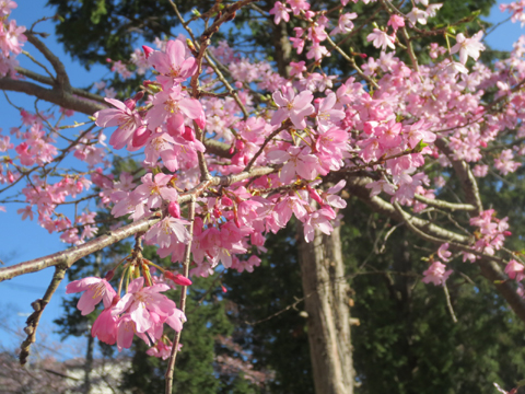 sakura2016.jpg