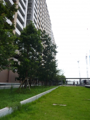 屋上緑化