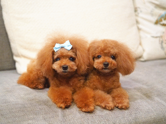 1439784664upUgPKqbSrU2ny61439784663 (1).gif
