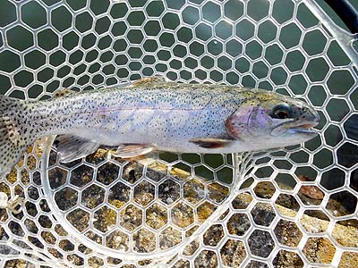 管理釣り場 朝霞ガーデン 中サイズのトラウト