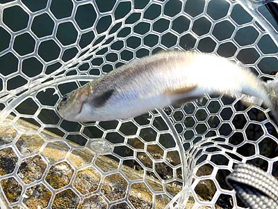 管理釣り場 朝霞ガーデン 元気なトラウト