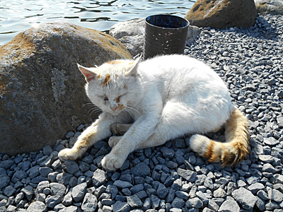 朝霞ガーデンにいる猫