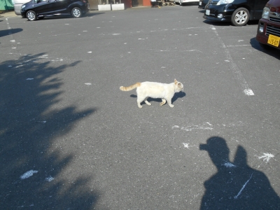 朝霞ガーデンにいる猫