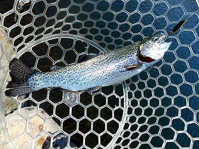管理釣り場 朝霞ガーデン トラウト