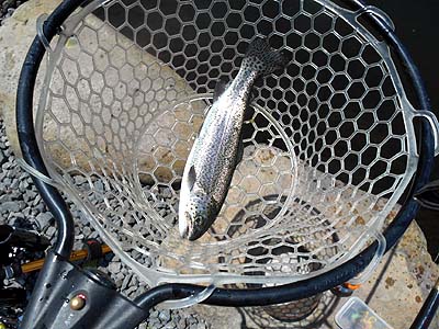 管理釣り場 朝霞ガーデン トラウト